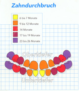 Milchzahn 2 72dpi.JPG (49084 Byte)